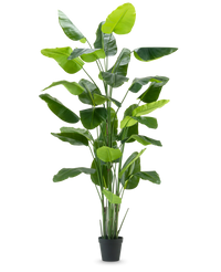 Kunstig plante Strelitzia Real Touch Deluxe 300cm