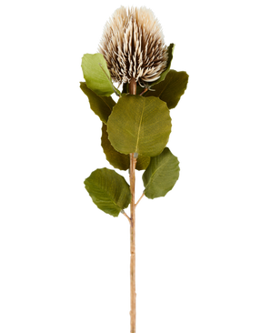Kunstig Banksia Krem/brun 59 cm