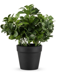 Kunstig Peperomia Plante 20cm