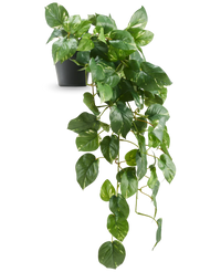Kunstige Hengende Gullranke Deluxe i Potte UV 80cm